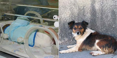 Cadela salva recm-nascido abandonado em MG