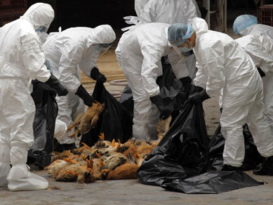 Hong Kong deve abater 17 mil aves por suspeita de surto da gripe aviria.