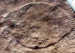 Vida passou por exploso evolutiva h 570 milhes de anos