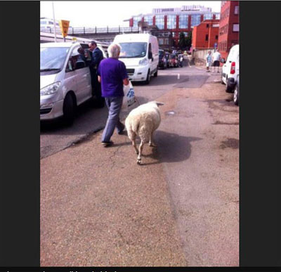 Homem  flagrado passeando com ovelha de estimao na Inglaterra