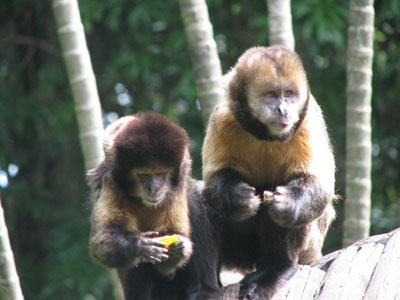 Ibama alerta sobre caa predatria de macacos no Amazonas