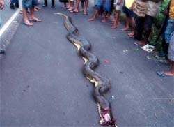 Cobra de 9 metros ataca criana e  morta no Par 