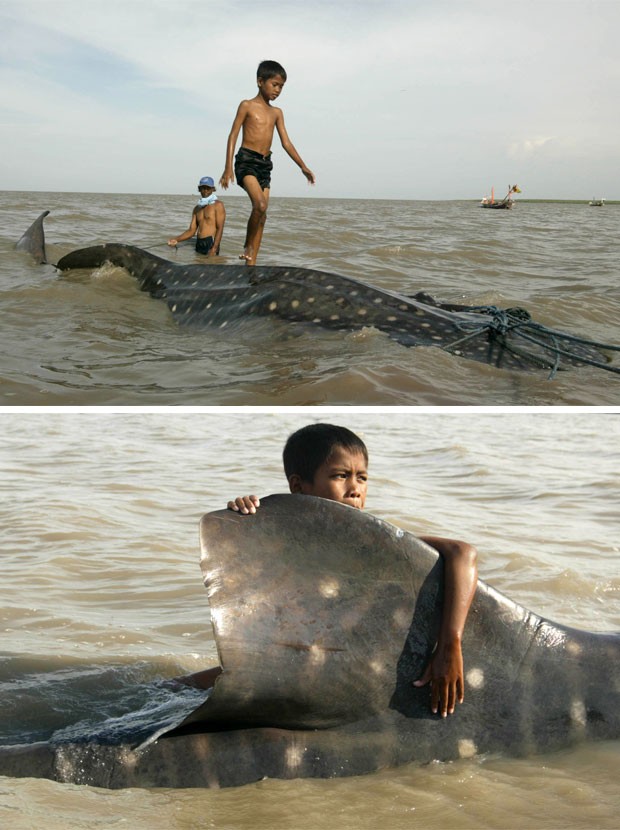 Garoto anda sobre tubaro encalhado na Indonsia