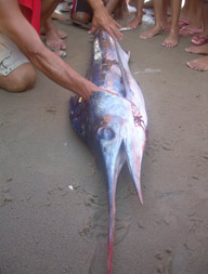 Homem  atingido por peixe marlin azul no Paran
