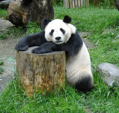 Morre Bao Bao, o urso panda mais velho do mundo