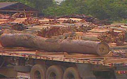 Ibama retira madeira apreendida em serrarias do Par