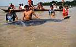 Baleia desaparecida  encontrada morta em rio do Par