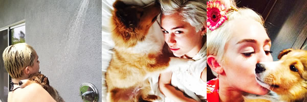Conhea Emu Coyne Cyrus, novo cachorrinho de Miley Cyrus    