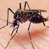 Sade de Aracaju realiza mutiro contra Dengue e Chikungunya