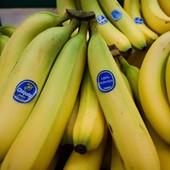 Conselho da Chiquita recusa proposta da Cutrale