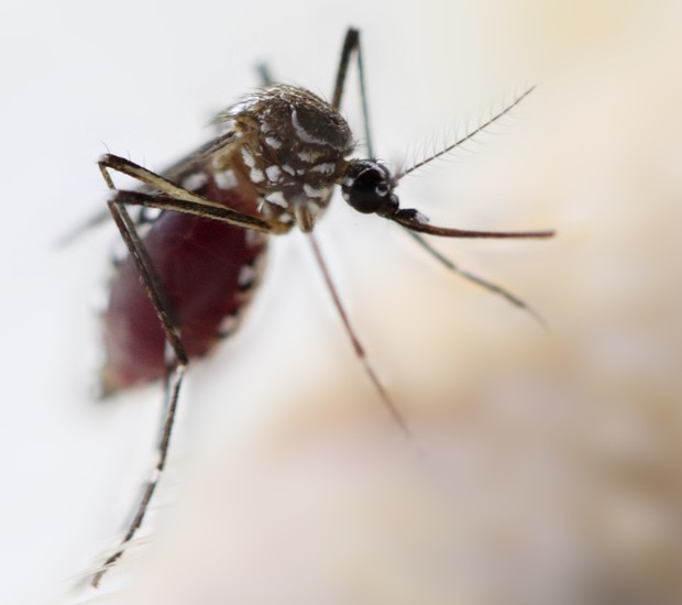 Cai o nmero de casos de dengue no estado de So Paulo