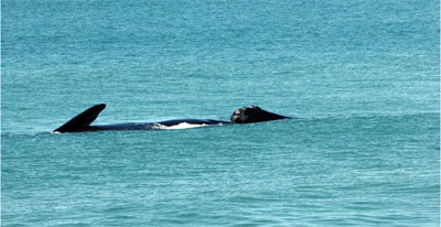 Baleias francas so avistadas em Santa Catarina