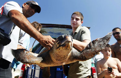Israelenses devolvem tartaruga ao mar aps tratamento