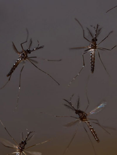 Ministrio da Sade desaprova inseticida contra mosquito da dengue