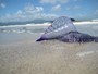 Animais marinhos e petiscos: conhea perigos nas praias 