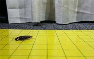 Homem explode apartamento ao tentar matar baratas