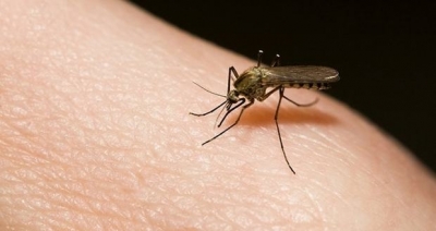 38 cidades com alta incidncia de dengue em 2015