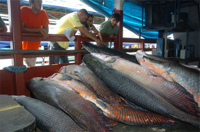 Ibama apreende carga irregular de peixes em Manaus