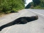 Irara  encontrada morta em estrada do interior do Amazonas