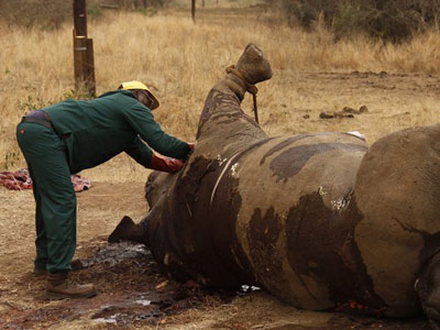 frica do Sul tem 281 rinocerontes mortos por trfico de chifres este ano