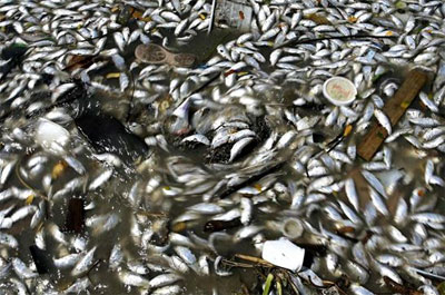 Mais de 40t de peixes so retiradas da Lagoa 