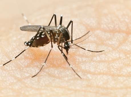 Anticorpo que pode neutralizar vrus da dengue  descoberto