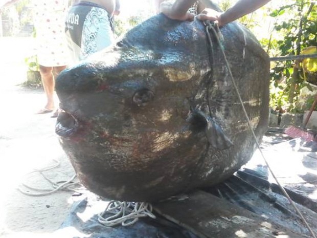 Peixe gigante aparece e intriga pescadores em Bertioga, SP