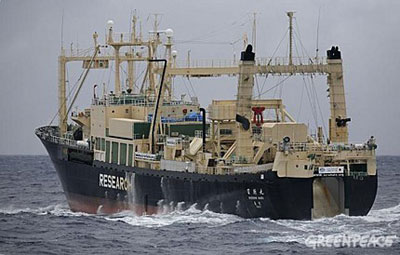 Na surdina e em crise, frota baleeira japonesa segue para a Antrtica
