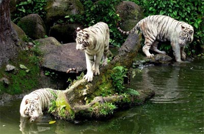 Trs tigres de Bengala brancos matam funcionrio de zo 