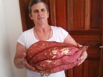 Moradora do interior do Paran colhe batata doce com mais de 9 kg