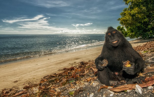 Fotgrafo registra macaco em pose