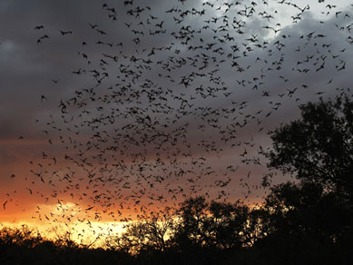 Fungo j matou quase 7 milhes de morcegos nos EUA e Canad