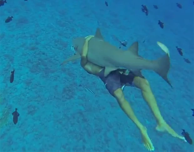Americano destemido nada abraado a tubaro de 2,4 m em Bora