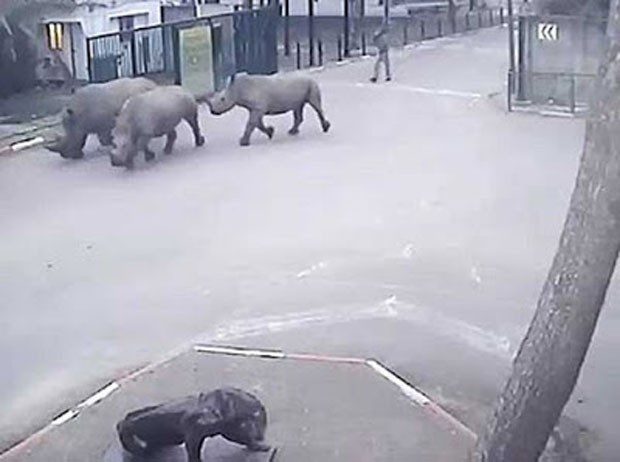 Rinocerontes fogem de parque safri em Israel