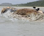 Baleia de cerca de 20 metros  achada morta em Bertioga 