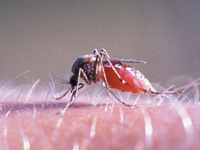 ES tem trs primeiras mortes por dengue confirmadas em 2012