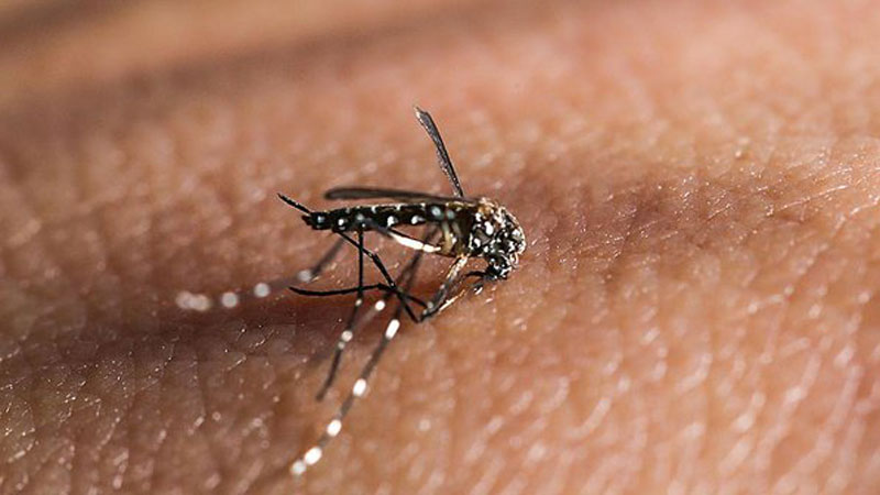 Brasil j tem 1.364 casos da febre chikungunya 