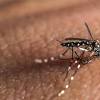 Casos de dengue em So Paulo chegam a 14.500 em 2014