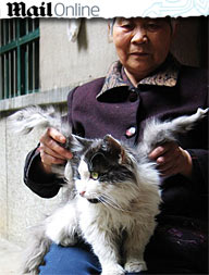 Gato ganha par de asas e apelido de Anjo na China