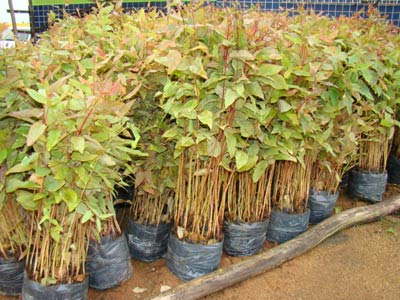 10 mil mudas de eucalipto so distrubuidas em Maratazes