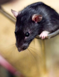 Participantes de reality show causam polmica ao matar e comer ratos