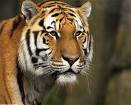 Tigre foge de jaula em zoolgico e mata um nos EUA