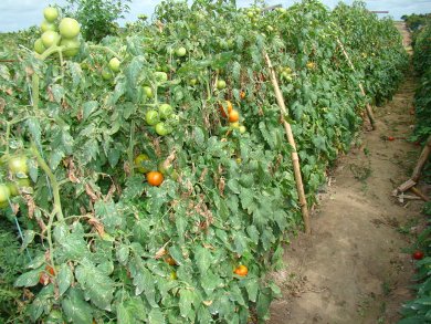 Plantao de tomate faz sucesso em Maratazes.