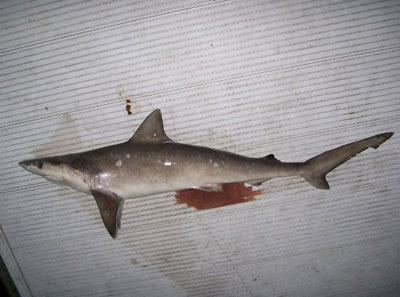 Tubaro achado em lago intriga moradores de cidade americana