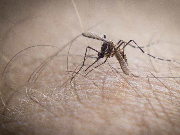 Casos de dengue no pas cresceram 57% em janeiro, diz minist