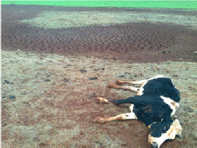 Exame conclui que morte de bovinos no RS foi causada por bactria