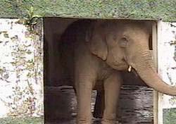 Elefanta provoca confuso em Mairinque