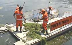 Recolhidas 4 t oneladas de algas na Lagoa