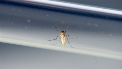 Especialistas explicam o aumento de casos de malria no RJ