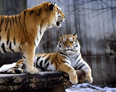 Jovem  comido por tigres no zoo de Copenhague, na Dinamarca